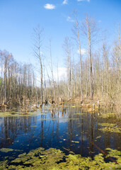 A swamp in a dense forest
