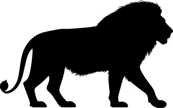 Walking wild lion silhouette.