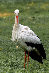 Bocian na łące, w polu