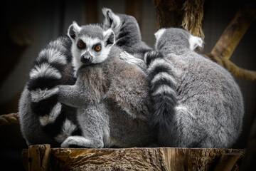 Lemur / Lemuriens - stado / grupa lemurów 