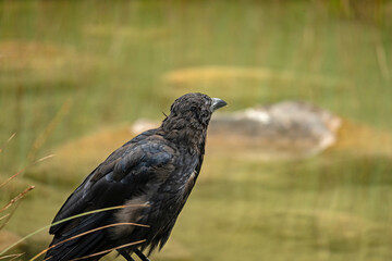 crow at the edge of the Hintersee lake in Bavaria