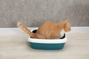 Cute ginger cat in litter tray on floor indoors