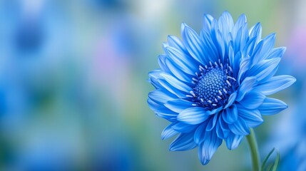 Obraz premium A tight shot of a blue blossom against a softly blurred backdrop featuring indistinct flowery elements