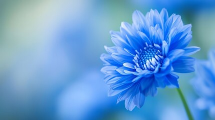 Fototapeta premium A tight shot of a blue bloom against a softly blurred backdrop, with its hazy core depicted similarly