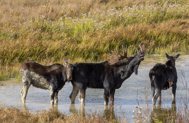 Bull and Cow Moose During the Rut in Autumn in Wyoming