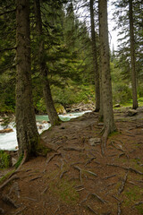 forest and Krimmler Ache riverfront in Austria