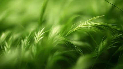   green grass with distinct foreground and background blades