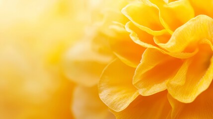 Obraz premium A tight shot of a yellow bloom, adorned with water beads on its petals Background softly out-of-focus