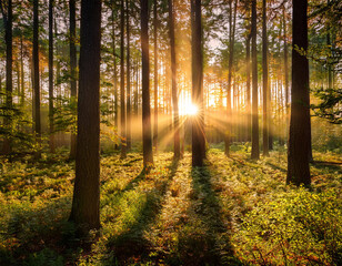 Sun rays among the trees in the forest on a foggy morning