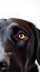 A close-up of a Labrador Retriever's face, highlighting its soulful eyes and well-groomed fur...