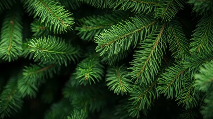 Fototapeta premium green upper needles prevail