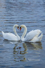 Fototapeta premium The mute swan. Two white swans court females in the spring. Mute Swans on the river. Swans in love.