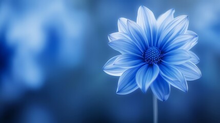 Obraz premium focused blue flower against a softly blurred background, with a faintly discernible, overlapping blue flower image in the background