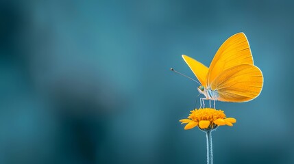  A yellow butterfly atop a yellow flower against a blue-green backdrop with a softly blurred sky