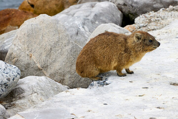 Reise durch Südafrika. Klippebschliefer oder Rock Dassies