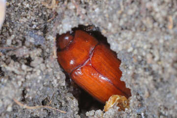 A young, not yet fully colored beetle in a pupal cocoon.