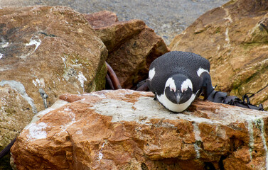 Eine Reise durch S&uuml;dafrika. Pinguine an Betty's Bay