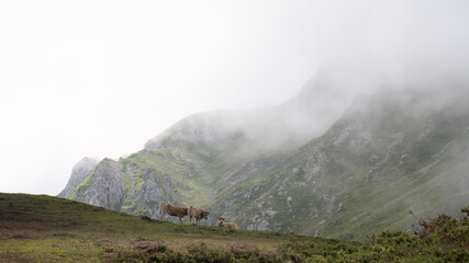 Vacas en las montañas Asturianas