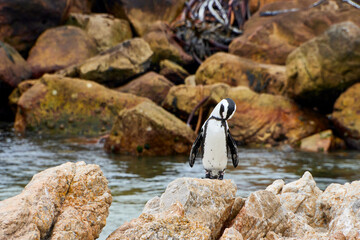 Eine Reise durch S&uuml;dafrika. Pinguine an Betty's Bay