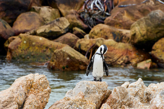 Eine Reise durch S&uuml;dafrika. Pinguine an Betty's Bay