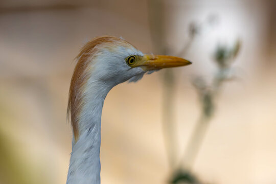 Beautiful Cattle Egre Bird