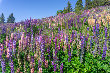 Lake Pukaki & Lake Tekapo Views with Lupin Fields, Hooker Valley Track, Southern Alps, Mt Cook Mountains Glacial Rivers, Snow-Capped Peaks, Scenic Trails, Landscape New Zealand’s Canterbury Queenstown