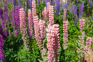 Lake Pukaki & Lake Tekapo Views with Lupin Fields, Hooker Valley Track, Southern Alps, Mt Cook Mountains Glacial Rivers, Snow-Capped Peaks, Scenic Trails, Landscape New Zealand’s Canterbury Queenstown