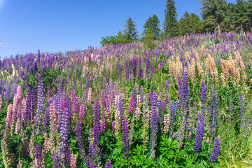 Lake Pukaki & Lake Tekapo Views with Lupin Fields, Hooker Valley Track, Southern Alps, Mt Cook...