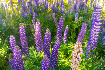 Lake Pukaki & Lake Tekapo Views with Lupin Fields, Hooker Valley Track, Southern Alps, Mt Cook Mountains Glacial Rivers, Snow-Capped Peaks, Scenic Trails, Landscape New Zealand’s Canterbury Queenstown