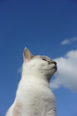 tête de jeune chat sous le ciel bleu