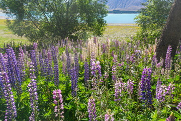 Lake Pukaki & Lake Tekapo Views with Lupin Fields, Hooker Valley Track, Southern Alps, Mt Cook Mountains Glacial Rivers, Snow-Capped Peaks, Scenic Trails, Landscape New Zealand’s Canterbury Queenstown