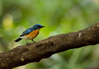 Tickells blue flycatcher perched on a tree at Bhandavgarh Tiger Reserve, Madhya pradesh, India