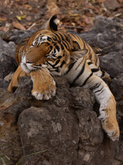 Closeup of a tiger cub resting on rock at Bhandavgarh tiger reserve, Madhya pradesh, India