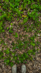 Ground-Level View of Green Plants on a Forest Floor