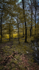 Fototapeta premium Peaceful Forest Scene with Sunlight Streaming Through Trees