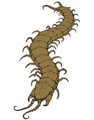 Scolopendra poisonous giant tropical sketch illustration realistic isolate.