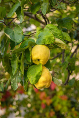 Two ripe quinces hanging from a tree branch in garden, sunny autumn day