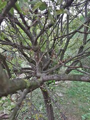 Intricate view of a tree's branches and foliage, showcasing nature's complexity and beauty in the wild. Perfect for nature-themed projects.