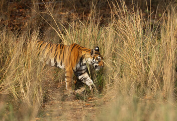 A tiger cub in the grassland at Bhandavgarh tiger reserve, Madhya pradesh, India
