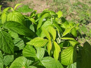 Fresh green leaves in sunlight, exhibiting vibrant textures and shades, perfect for nature-themed designs.