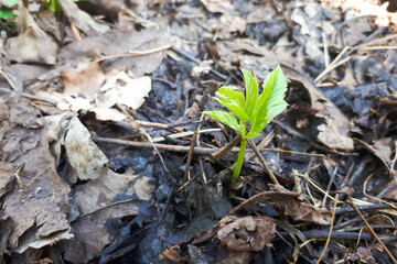 A small green sprout emerging from the dark, damp soil surrounded by dry leaves, symbolizing growth and renewal in nature.