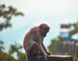 Obraz premium portrait of a monkey eating an looking depressed