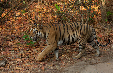 Closeup of a massive male tiger on walk at Bhandavgarh Tiger Reserve, Madhya pradesh, India