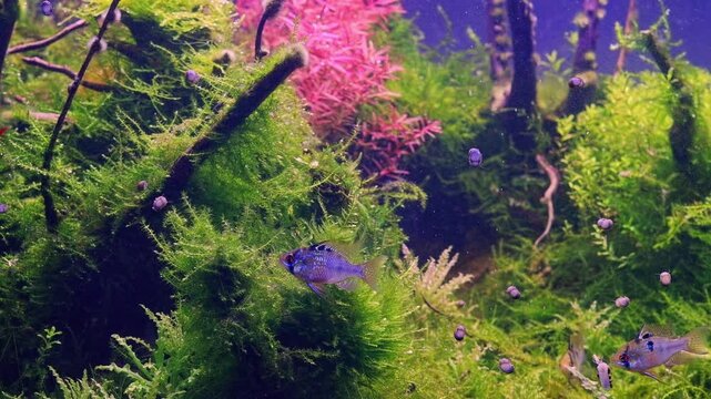 Ramirez's dwarf cichlid freshwater fish in natural design Amano style planted aquarium, LED light lush aquatic vegetation, java moss oxygenate air bubble on driftwood, neritina snail cleaner on glass