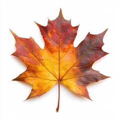 Close-up of a vibrant autumn leaf showcasing stunning red and orange colors, perfect for nature-themed projects, white background