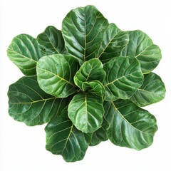 Obraz premium Vibrant green fiddle leaf fig leaves arranged beautifully, showcasing their unique textures and shapes for nature-inspired designs, white background