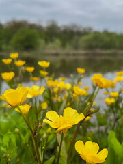 Field of yellow flowers by a lake