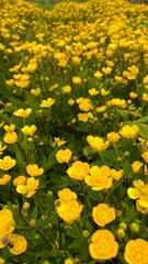 Close-up of Yellow Wildflowers by a Lakeside