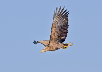 White-tailed Eagle, (Haliaeetus albicilla), in flight against a blue sky, Hokkaido, Japan.