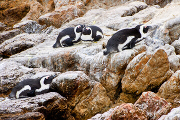 Eine Reise durch S&uuml;dafrika. Pinguine an Betty's Bay